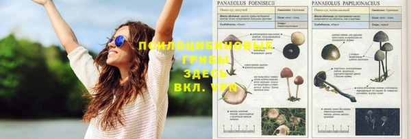 СК Аркадак